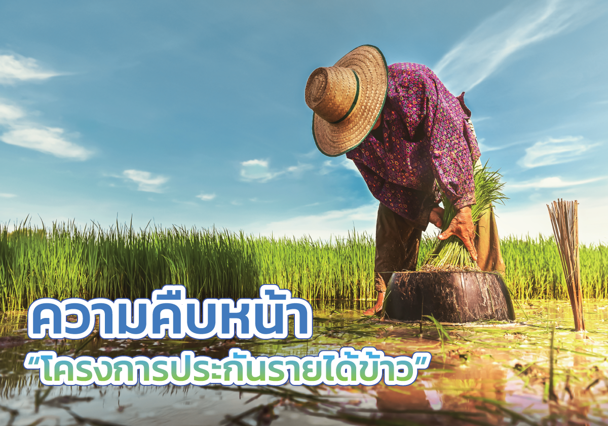 โครงการประกันรายได้ข้าวปี 2564-2565 รอบที่ 1