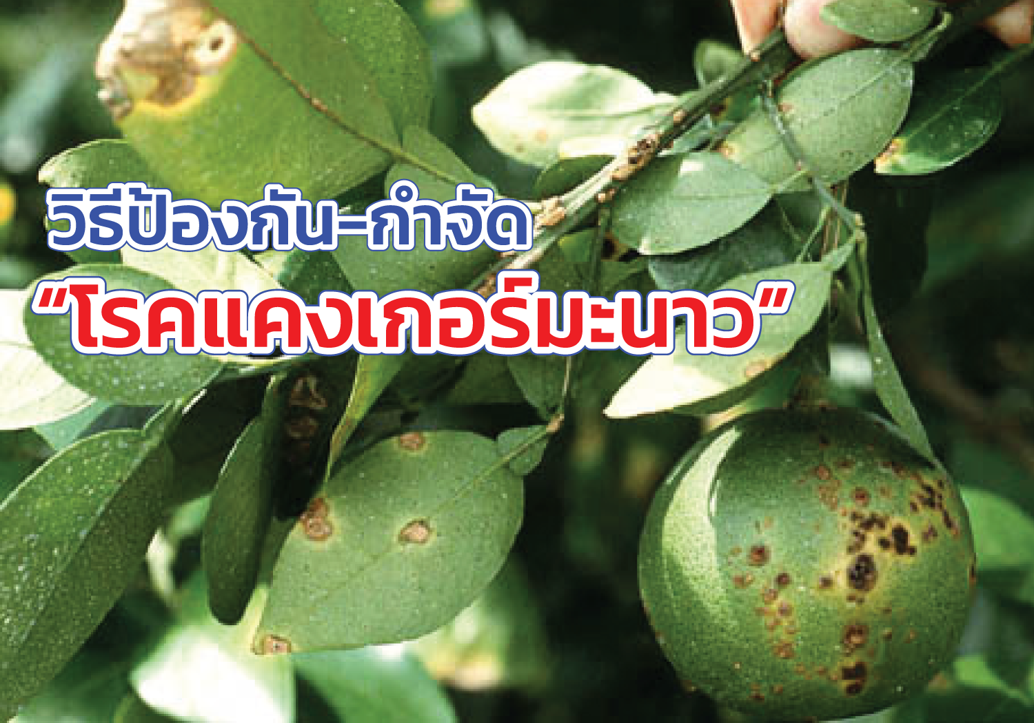 วิธีป้องกัน วิธีกำจัด โรคแคงเกอร์มะนาว โรคแคงเกอร์ในมะนาว