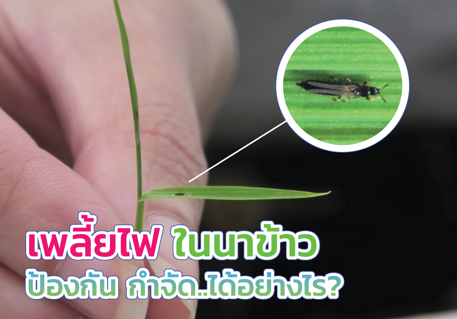 เพลี้ยไฟ..ศัตรูข้าวตัวร้าย..มีวิธีป้องกัน วิธีกำจัด อย่างไร?